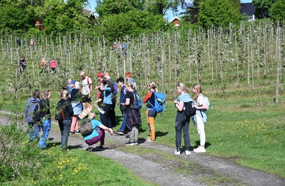 UNGDOM: Konfirmantane i Sauherad og Nes har vandringa som del av konfirmasjonsopplegget. FOTO: Hilde Eika Nesje