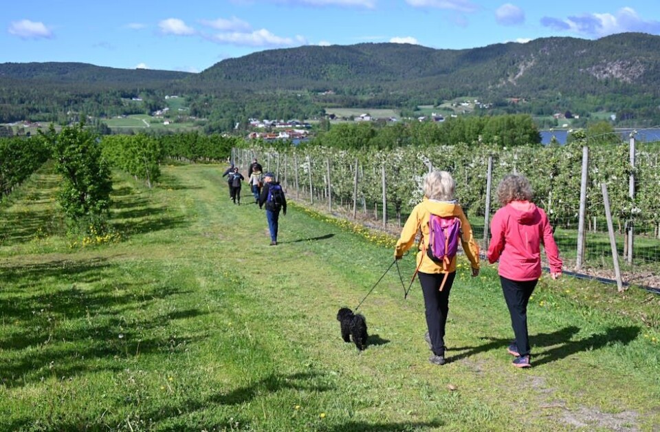 VAKKER NATUR: Pilegrimsvandringa gjekk gjennom fint naturlandskap. FOTO: Hilde Eika Nesje