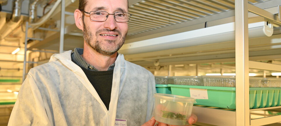 Peter fann kjærleiken i gartneriet