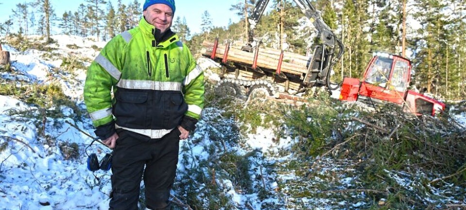 Tar ut store mengder tømmer: – Prisane har ikkje vore betre på 20 år