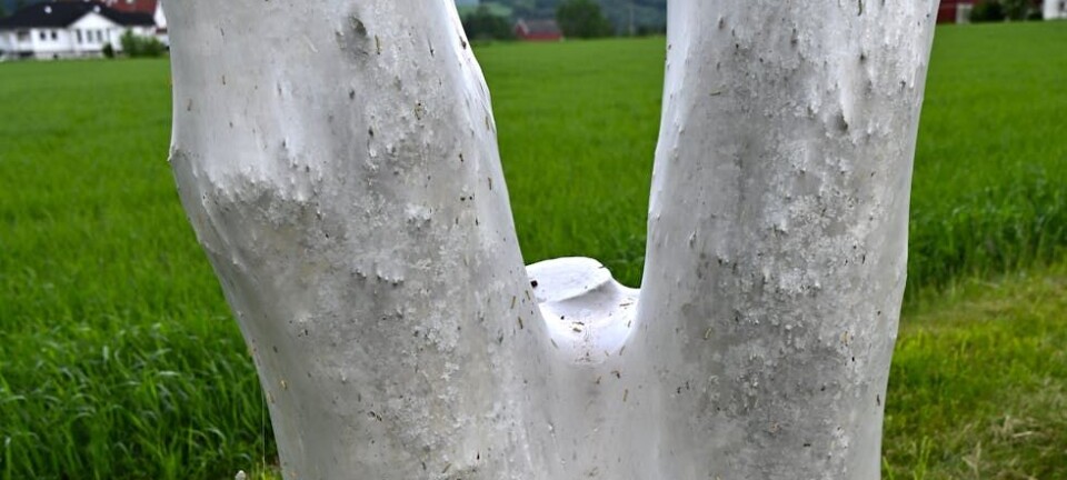 Spøkelsestre på Langkåshaugen: Her kan du sjå bilde av fenomenet
