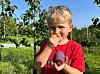 GODE OG SAFTIGE: Lucas (6) frå Bø diggar plommer frå Midt-Telemark.
