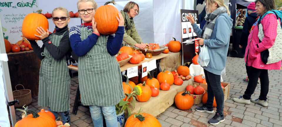 – Har du ikkje vore med på eplefesten før? Da må du lese dette