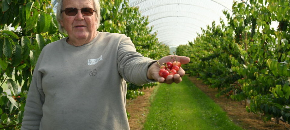 Torstein framsnakkar ein stor fargeklatt i bygda