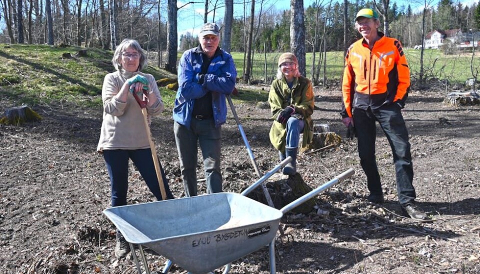 VIKTIG KULTURMINNE: Grete Prestholt Roligheten (f.v.), Kjell Stundal, Aasta Marie Kravik og Terje Wold på dugnad ved Gårahaugen i Midt-Telemark. FOTO: Øystein Akselberg