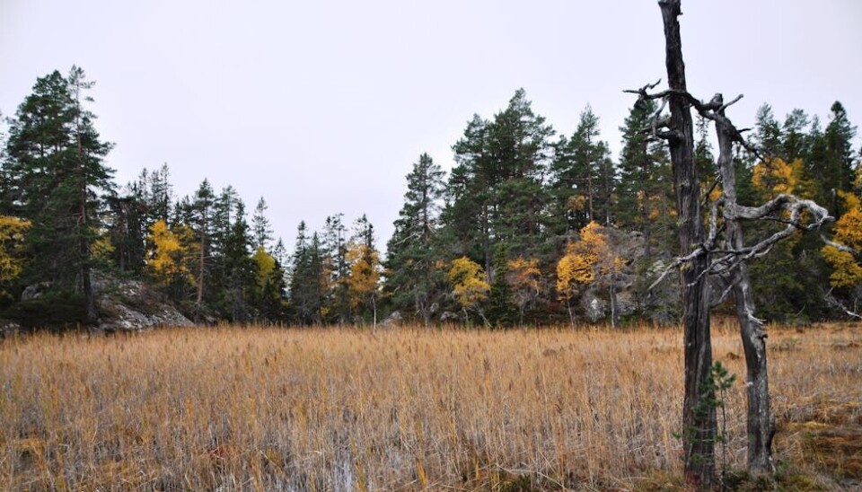 KRINGSÅS: Kringsåsmyr i Midt-Telemark.