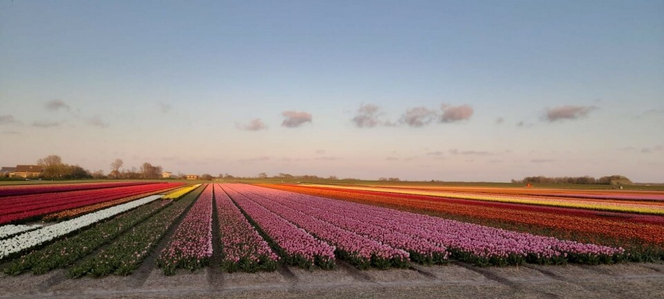 Kva veit du om Nederland?