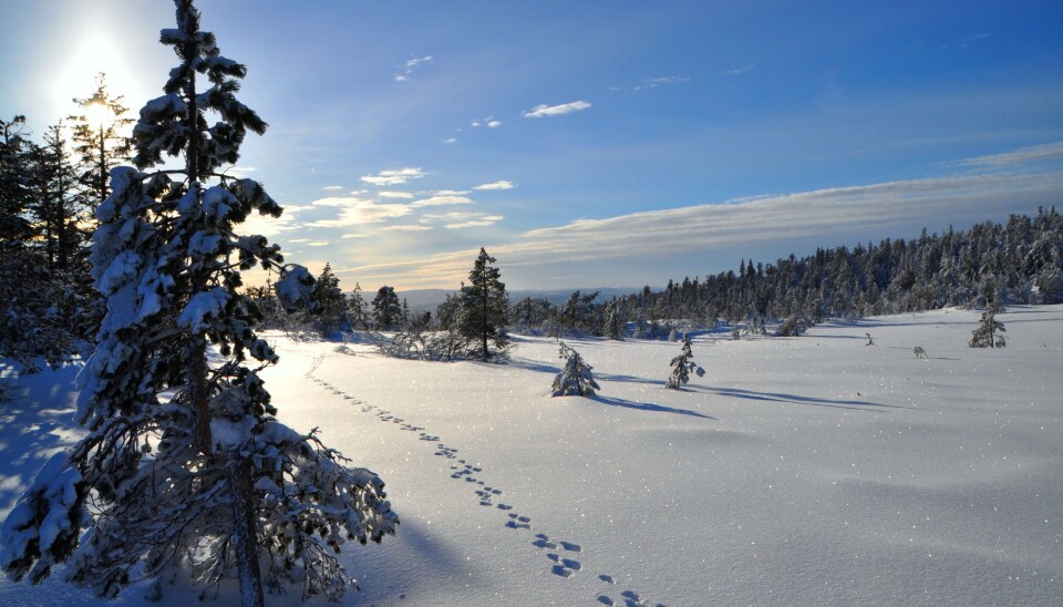 VINTER OG NATUR: Her har det hoppa ein harepus på Høgefjell på Lifjell ein fin vinterdag.