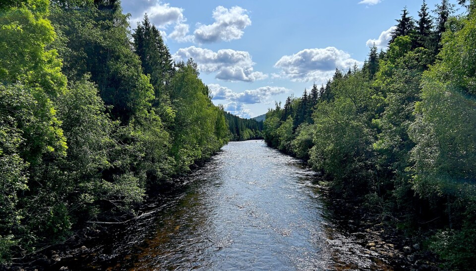 VASSDRAG: Bøelva nedstraums Folkestadbrua 11. juni 2025. Da blei det målt ei vassføring ut av Seljordsvatnet på cirka 8500 liter per sekund.