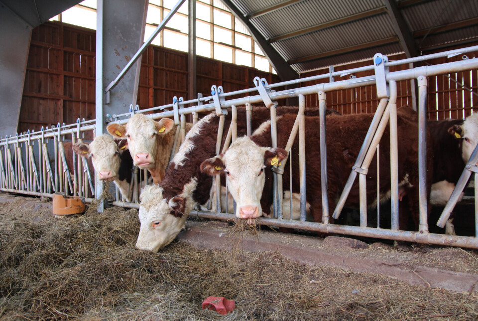 I FJØSET: Kyr ved forbrettet.