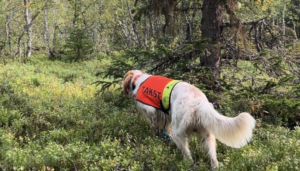I ARBEID: Rypetaksering for Statskog