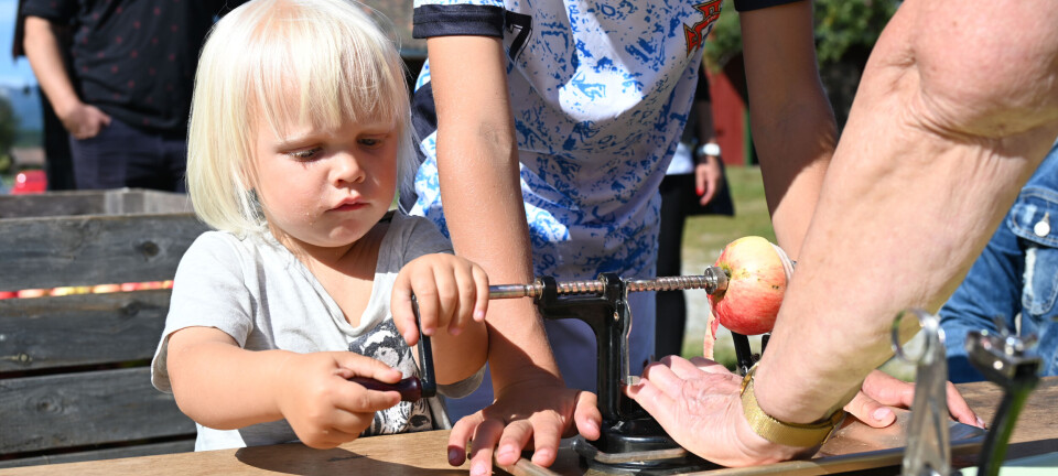 Samla store og små: Sondre (2) testa epleskrellar
