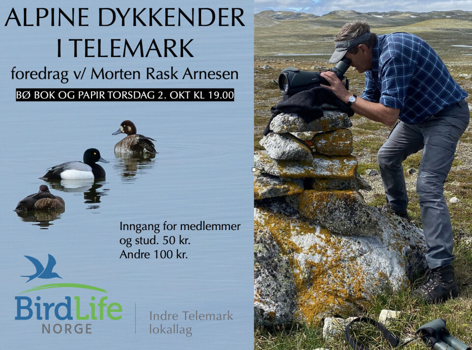 Alpine dykkender - foredrag v Morten Rask Arnesen