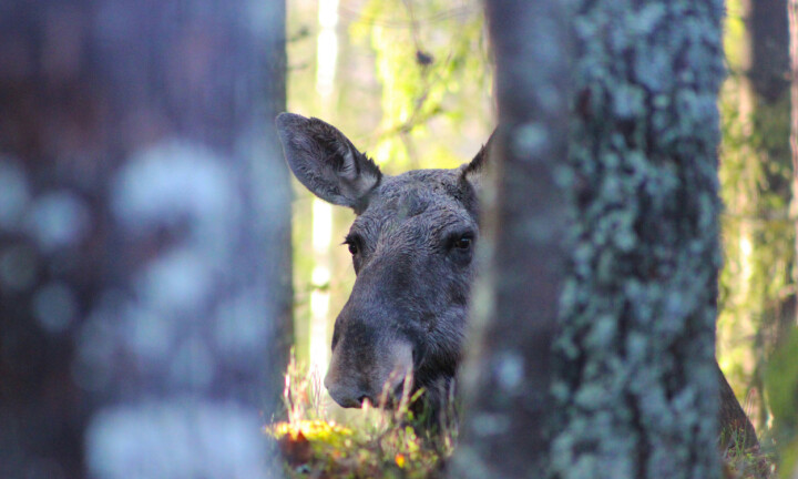 Jakt og viltforvaltning som fag på vidaregåande?