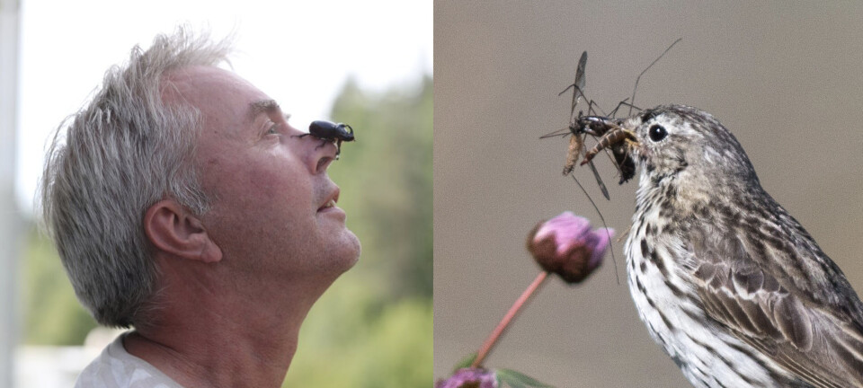 Foredrag om fugl og insekt v/Vidar Selås