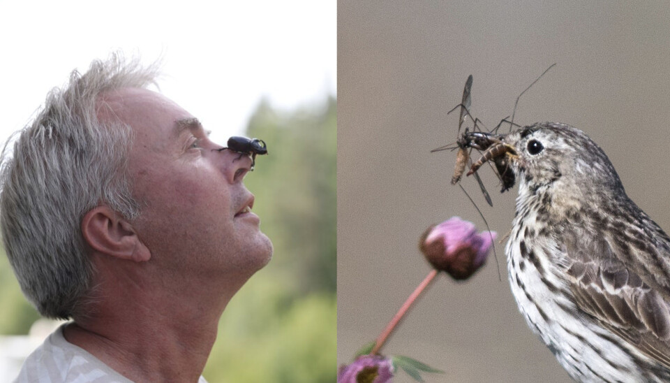 Foredrag om fugl og insekt v/Vidar Selås